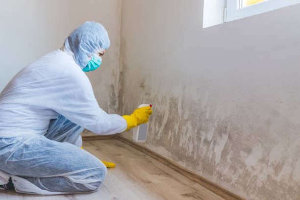 Licensed Black Mold Removal service in Taneytown, MD - WQB Mold Removal