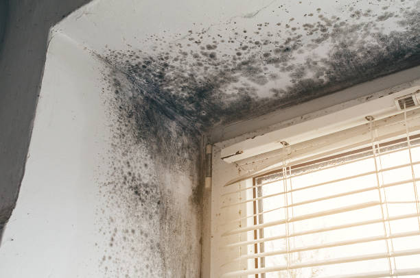 Affordable Black Mold Removal solutions in Taneytown, MD